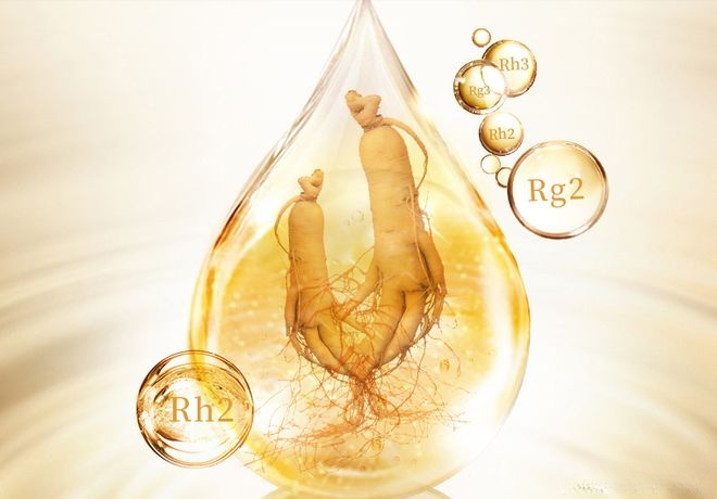 人参皂苷的功效与作用有哪些？最新研究揭秘