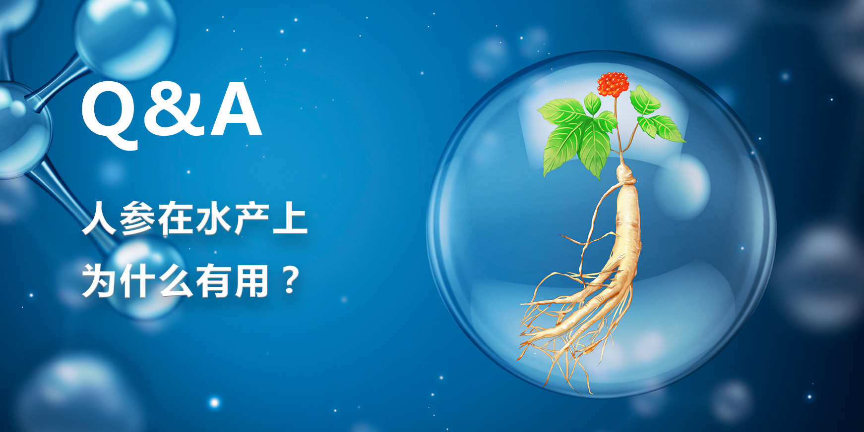 人参在水产上为什么有用